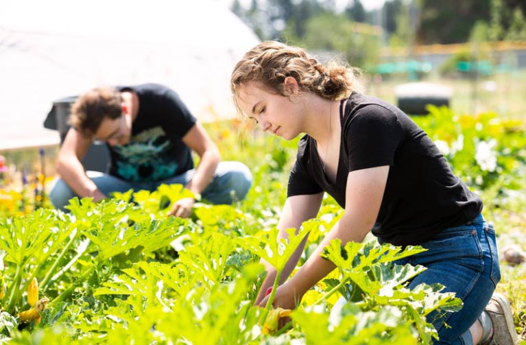 Agriculture students harvesting a garden