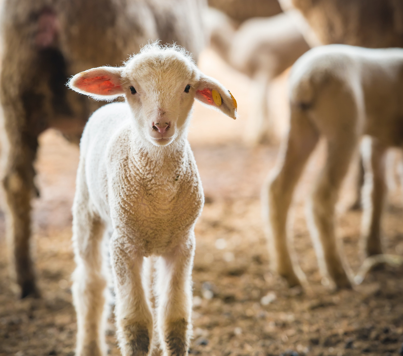 Sheep looking at camera