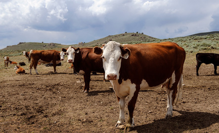 Cows in a field