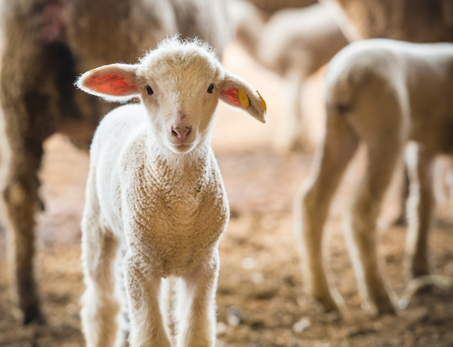 Sheep looking at camera