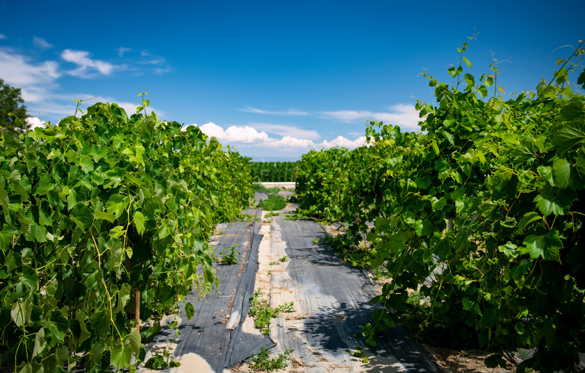 A field of crops