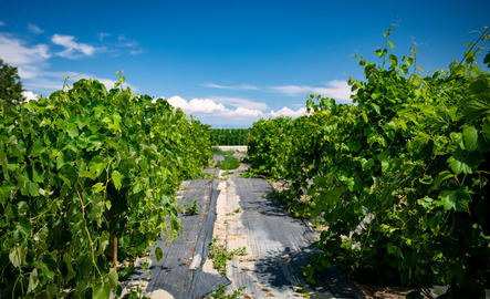 A field of crops