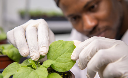 A student examines a leaf