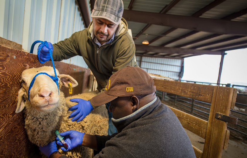 Two veterinarians assisting sheep getting shots