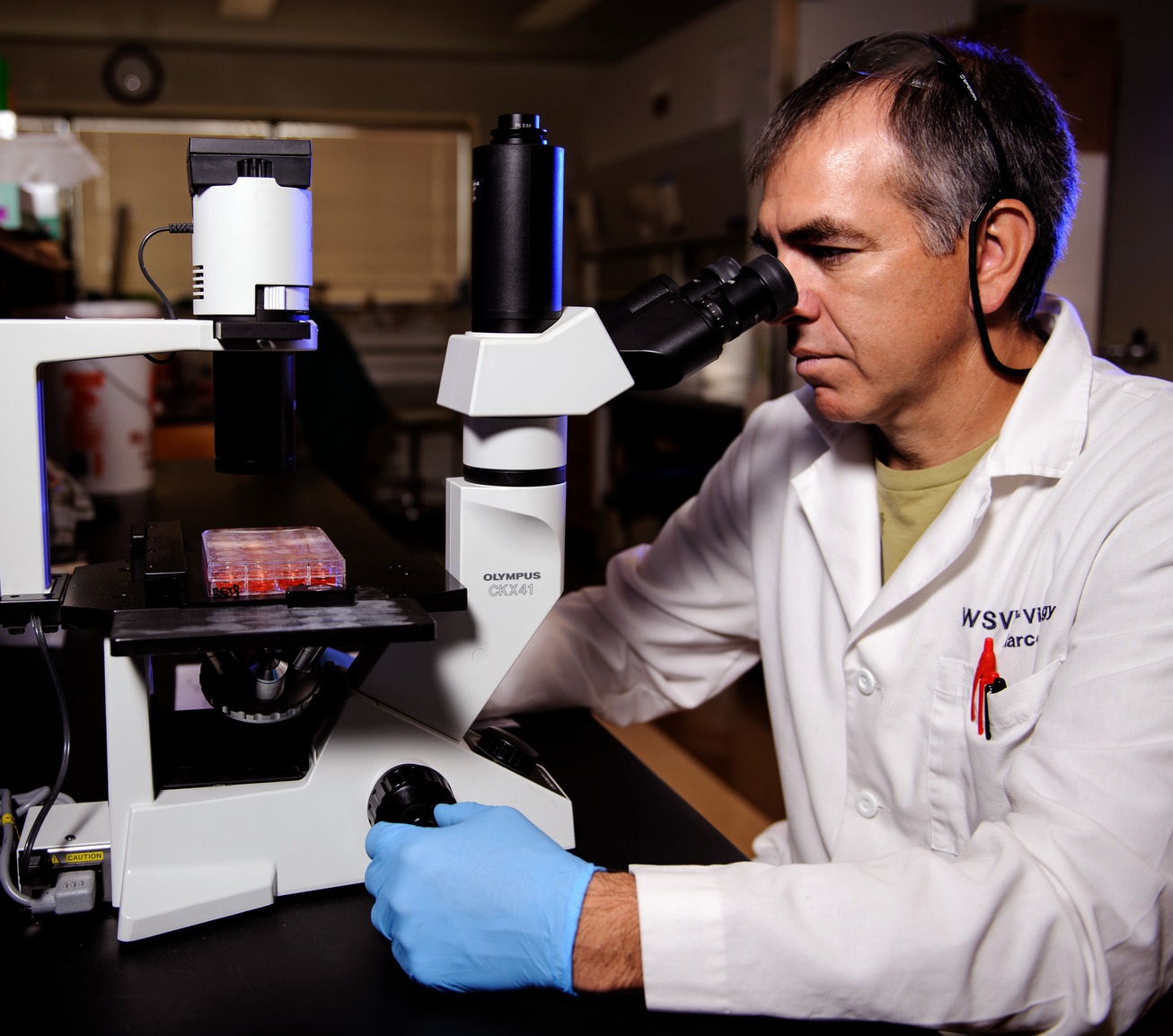Animal and veterinary science graduate student in lab