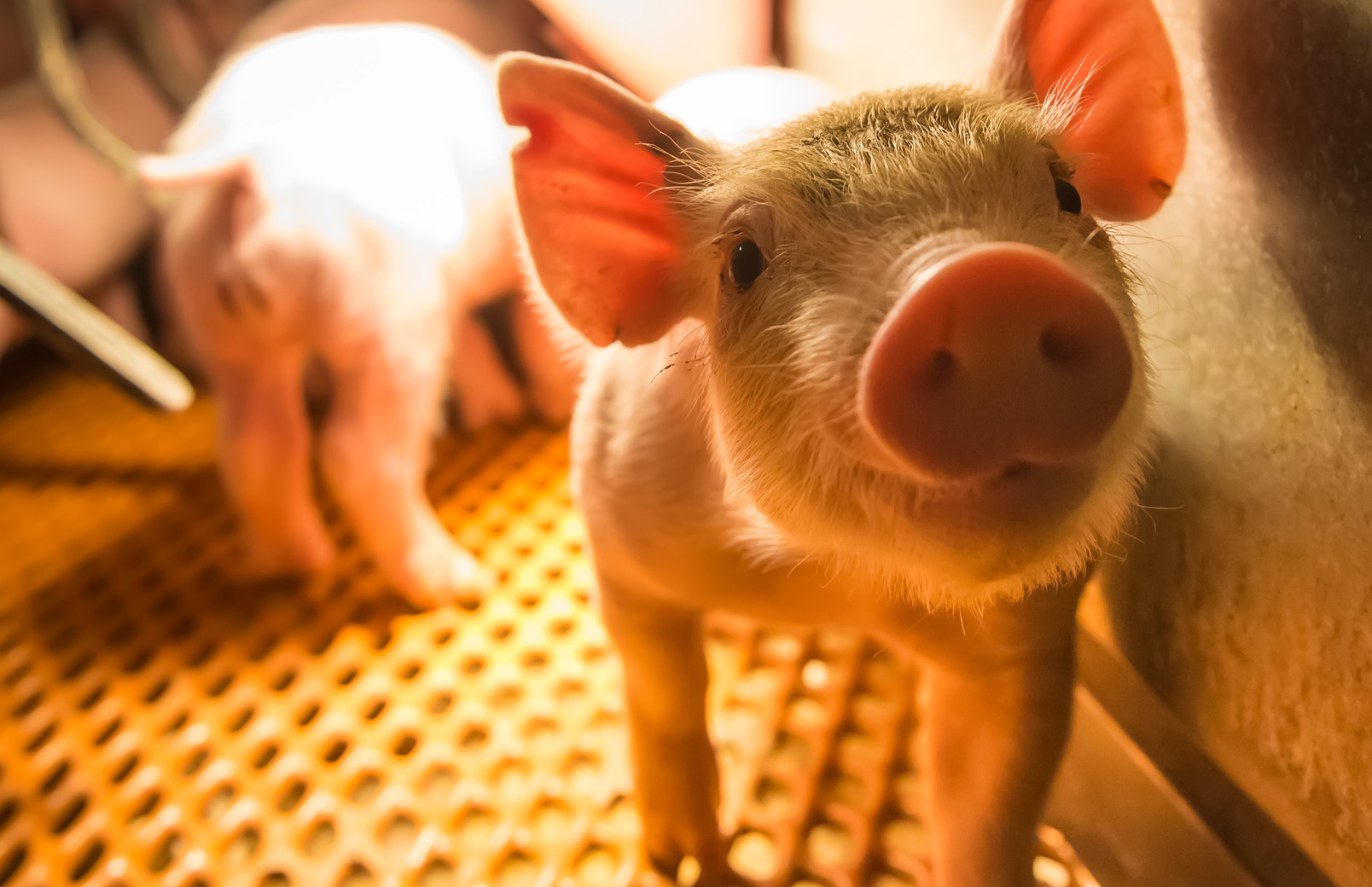 Piglets