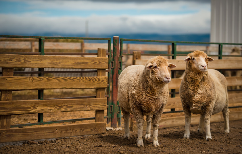 Sheep