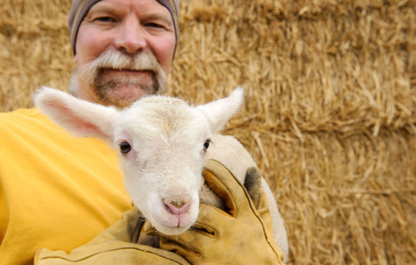 Veterinary with lamb