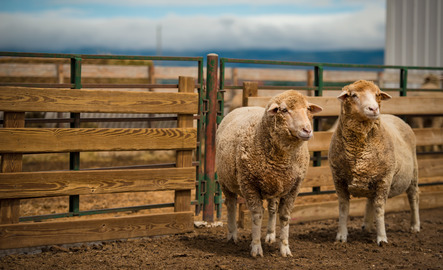 Sheep in pen.