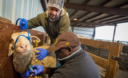 Two veterinarians assisting sheep getting shots