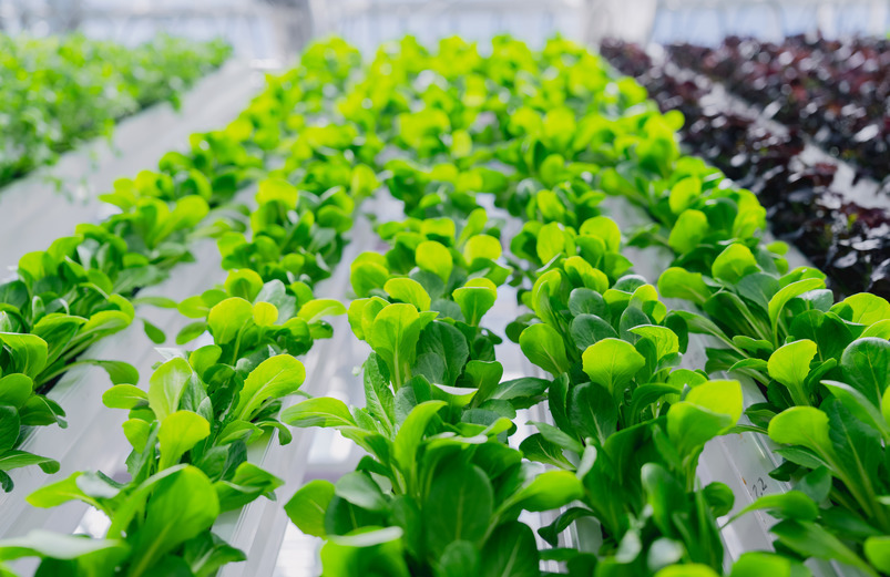 Plants in a lab