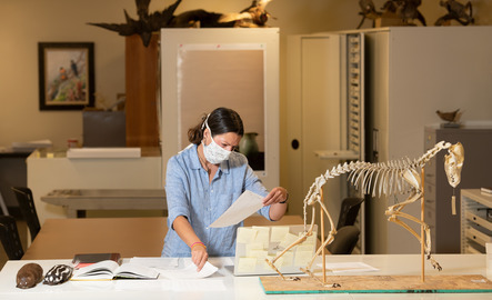 Student working with an animal skeleton