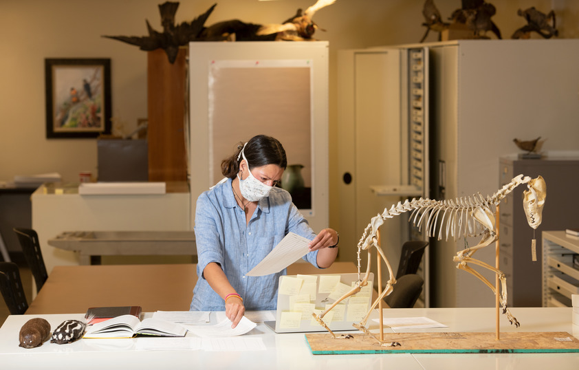Student working with an animal skeleton