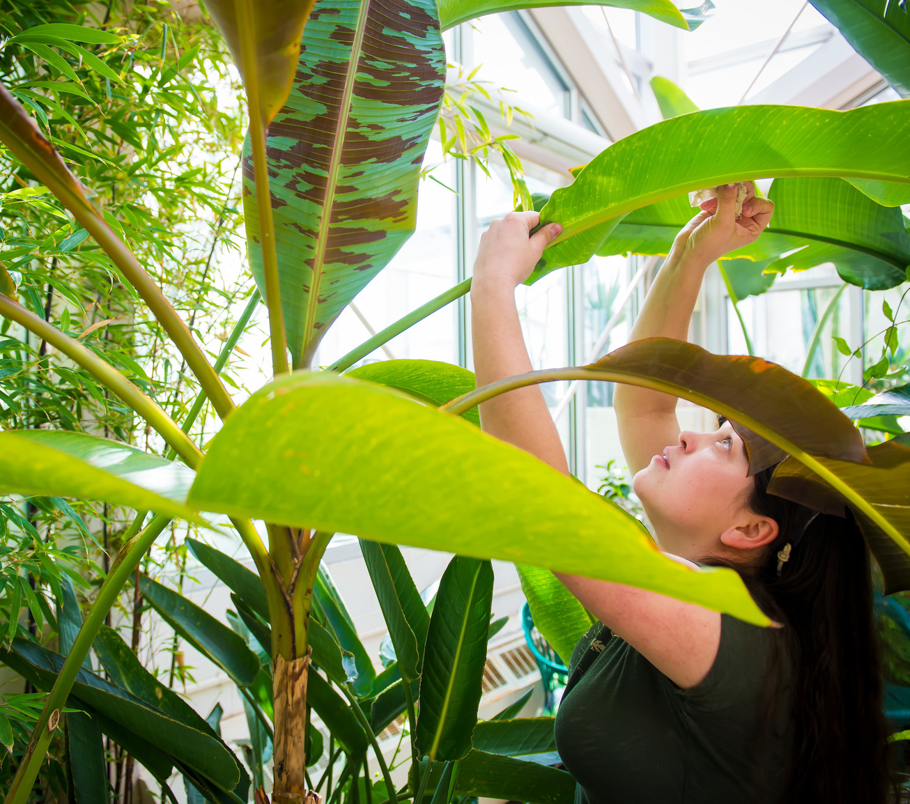 Student observing plant in observatory