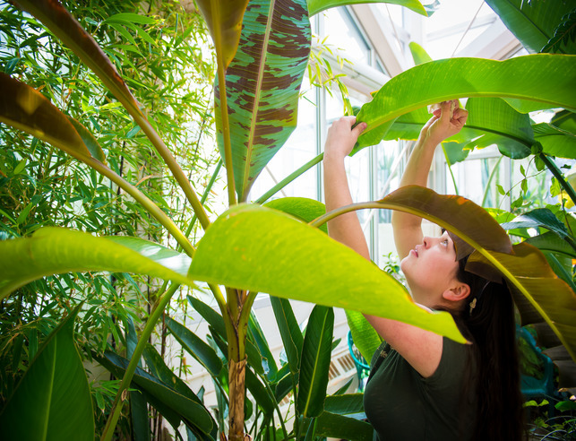 Student observing plant in observatory