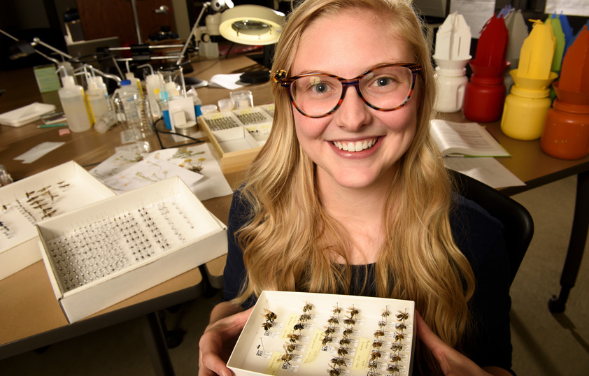 Researcher with a collection of insects
