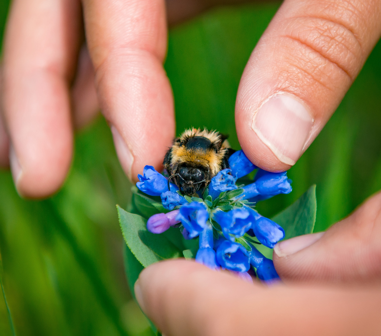 Two hands gently holding a flower with a bee on it