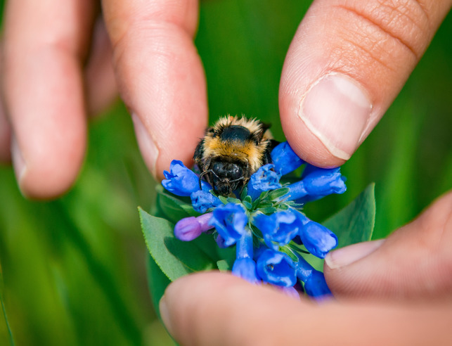 Two hands gently holding a flower with a bee on it