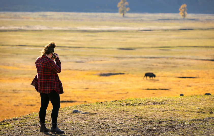 A students takes a photo of a buffalo out in the field