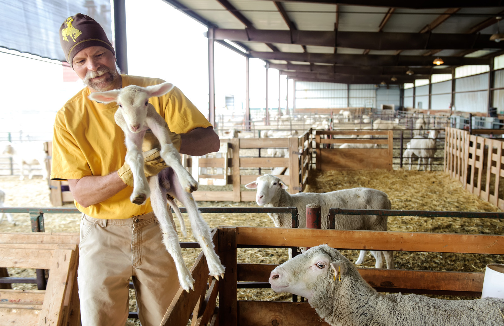 A rancher in a sheep pen