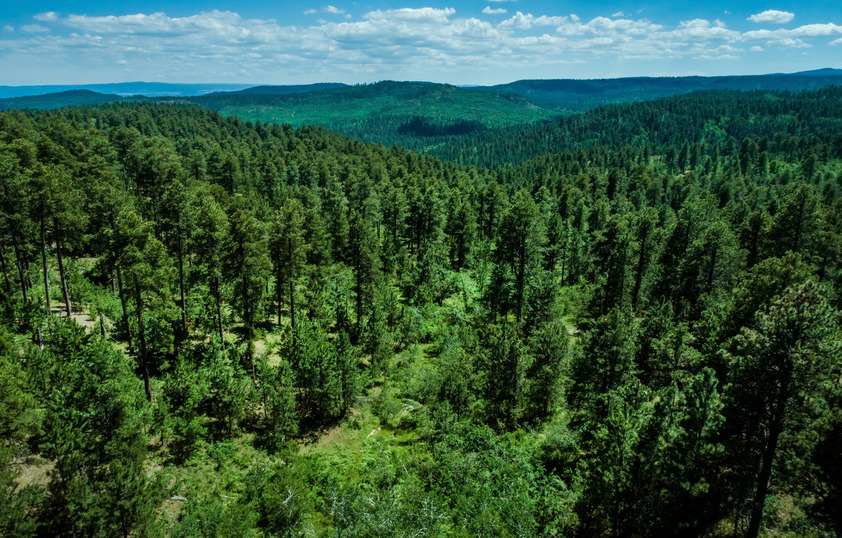 Forest