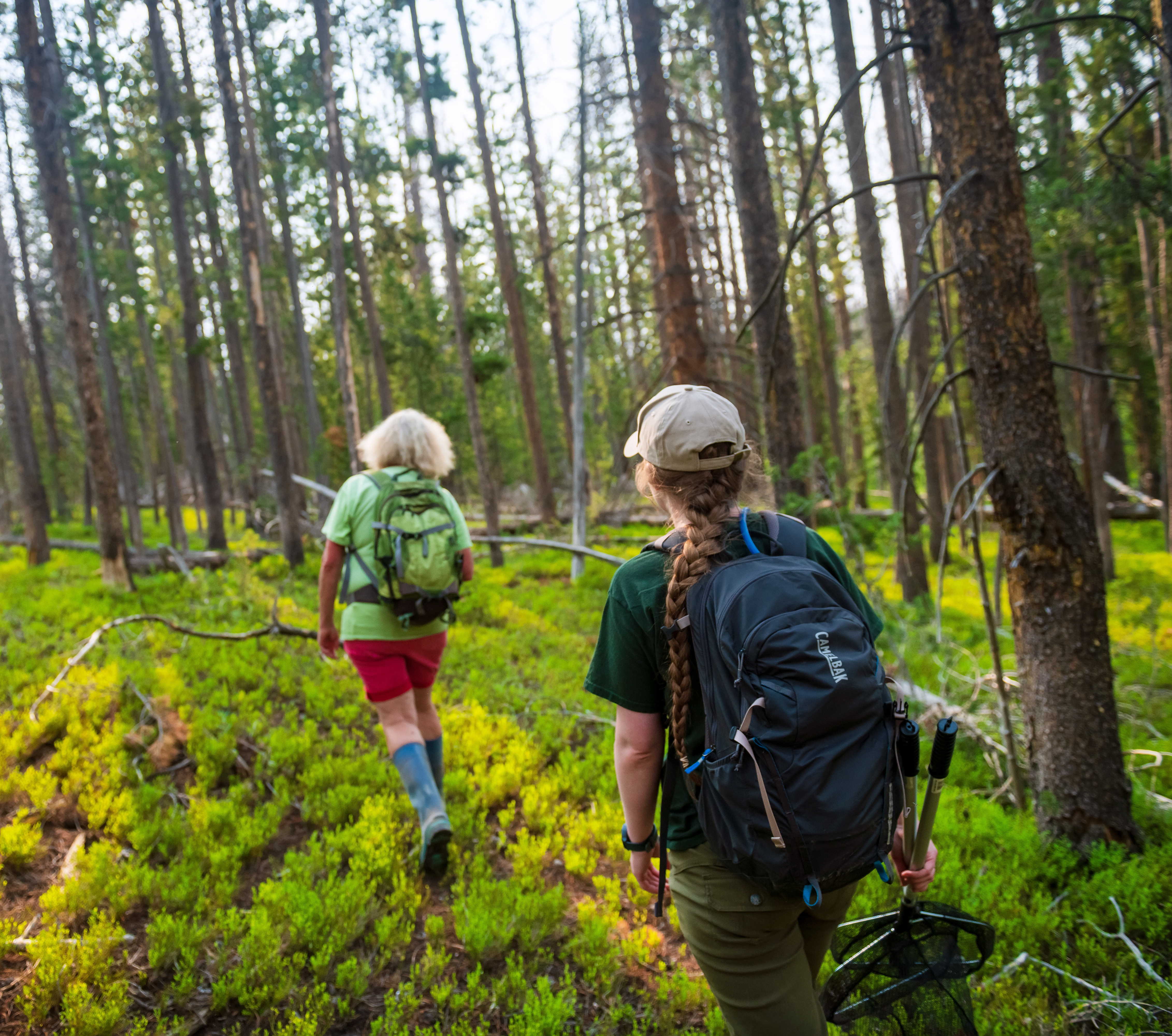 People walking in a forest