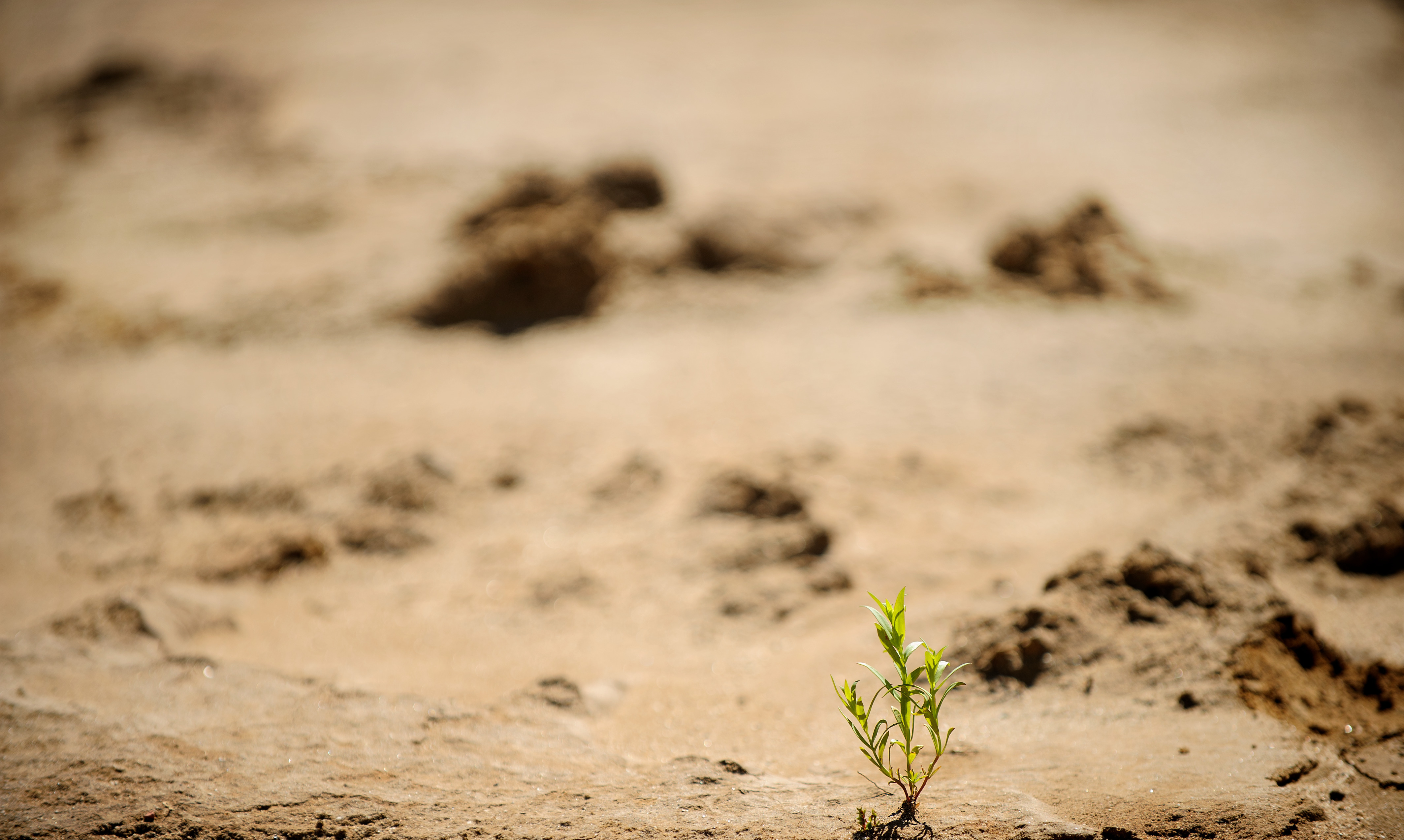 Field with one plant growing