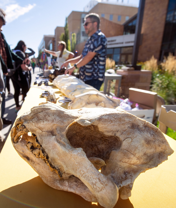 Animal skulls displayed on a table during a STEM carnival