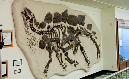 A dinosaur skeleton in UW Geological Museum