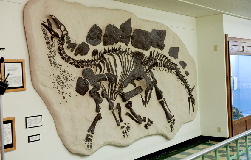 Dinosaur skeleton in the Geological Museum