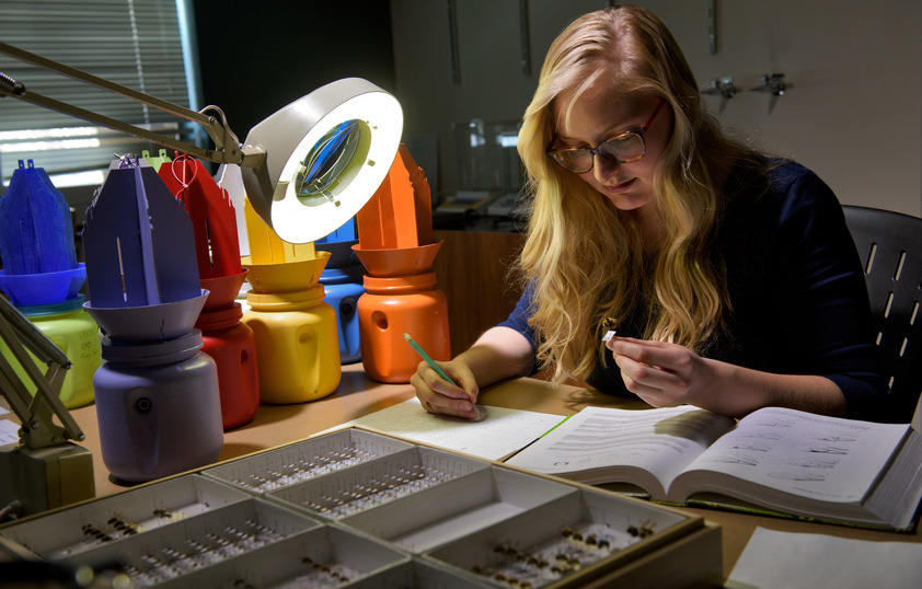 Student inspecting an insect in lab