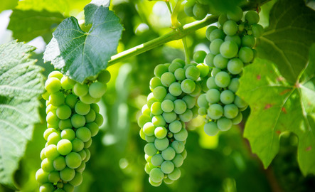 Grapes growing on the vine