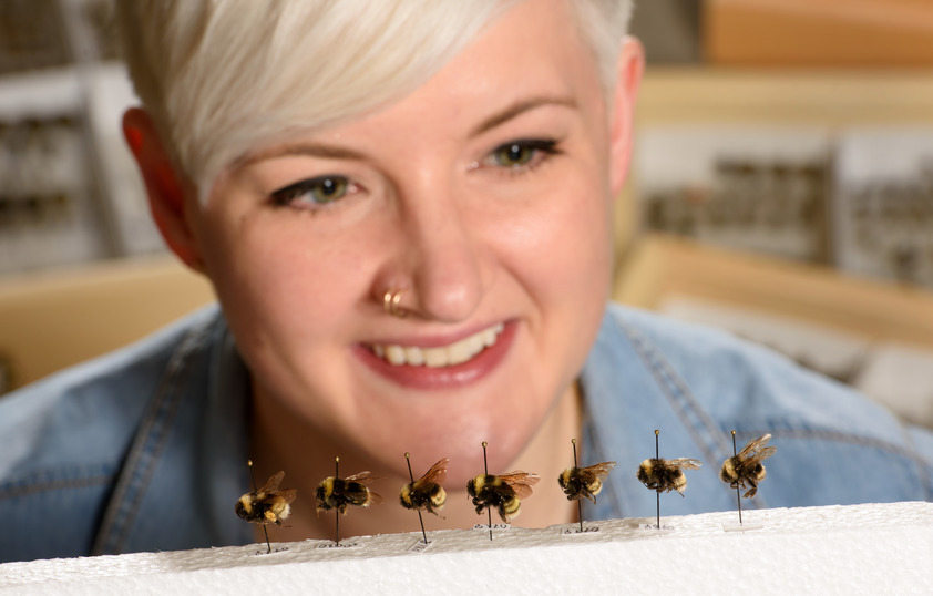 Person staring at bees