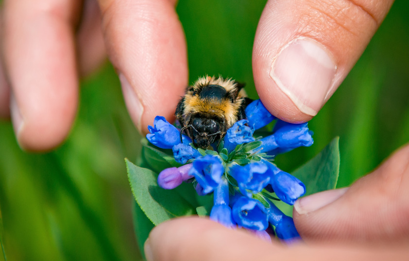 Bee on a flower