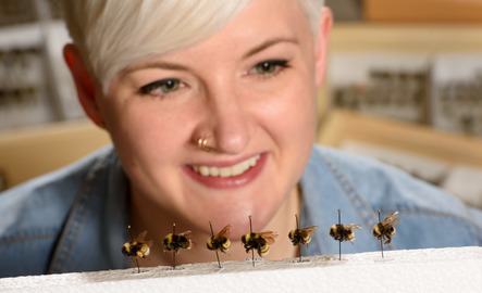 Person staring at bees