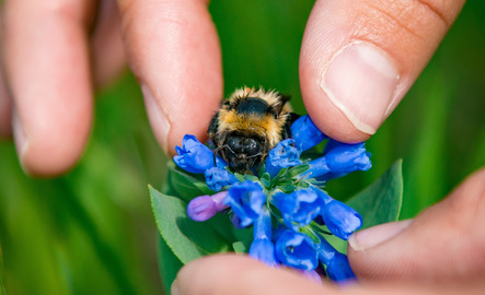 Bee sitting on a flower