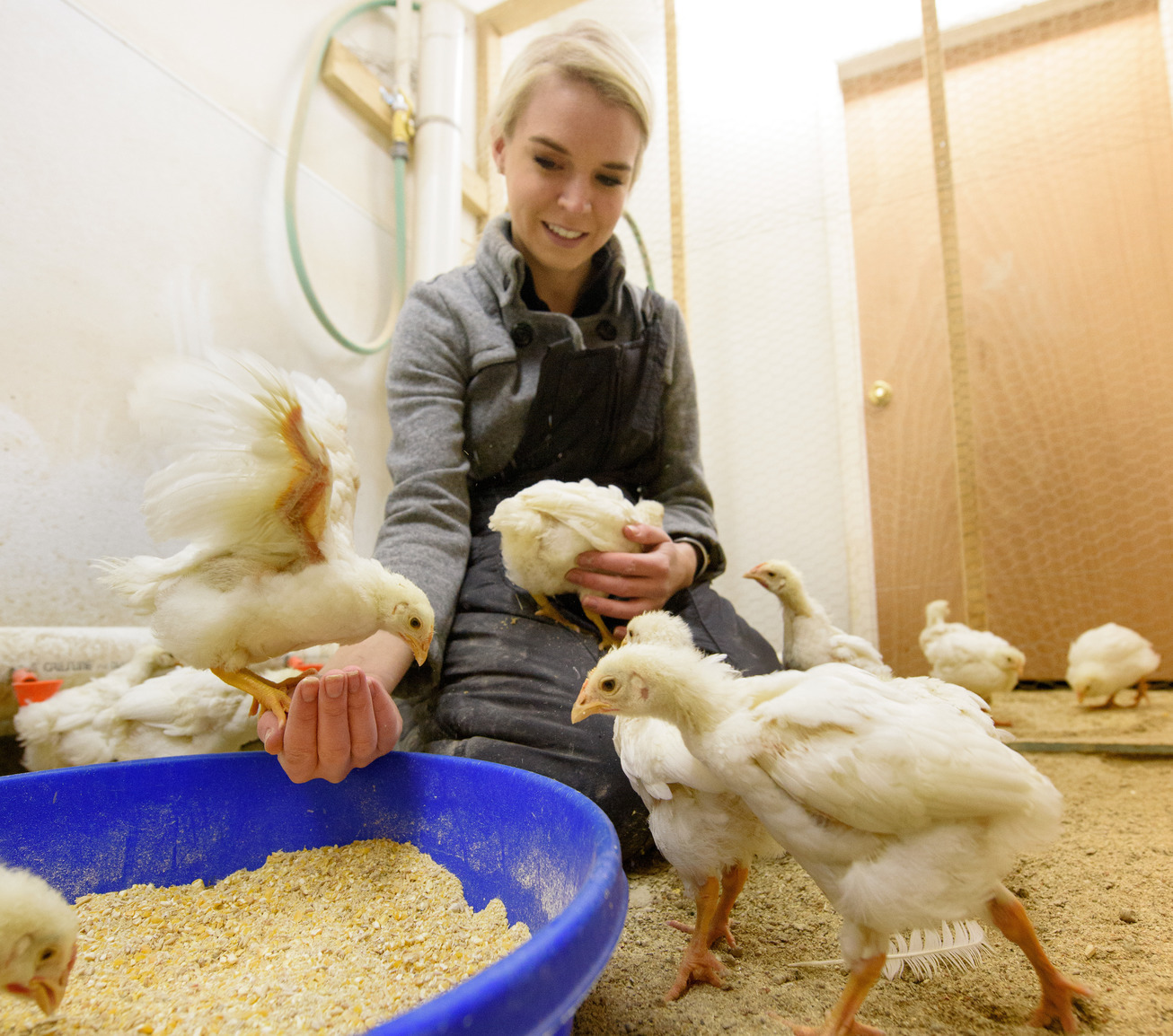 A student farmer feeds chickens