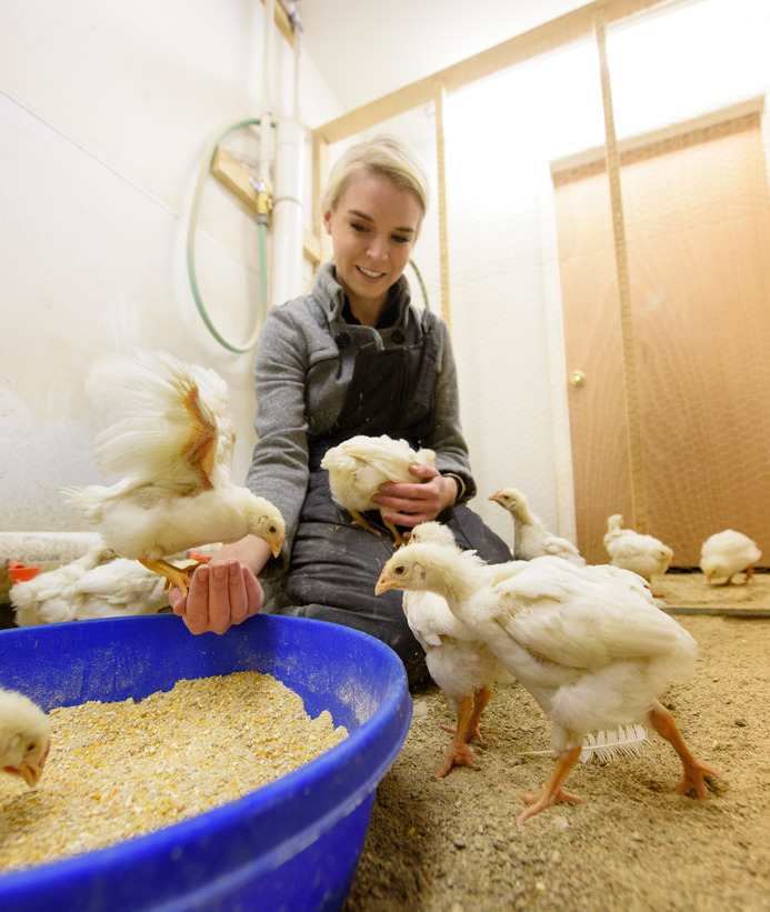 A student farmer feeds chickens