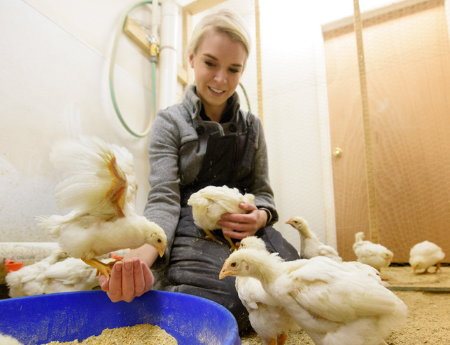 A student farmer feeds chickens