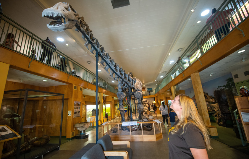 Museum director looking at dionsaur skeletion in the Geological Museum on campus