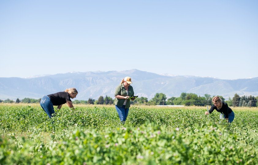 Three people out in the field