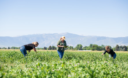 A professor and two students work in a large field