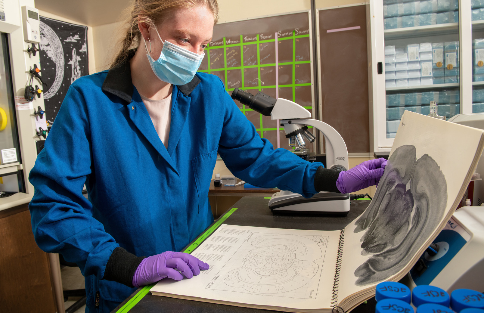 Student looking at x-ray in lab