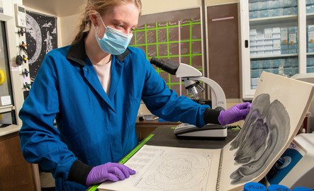 Neuroscience student looks at an image of the brain