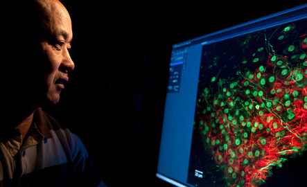 Researcher looks at cells on the computer