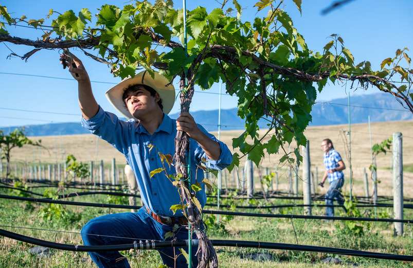 Student trims vines