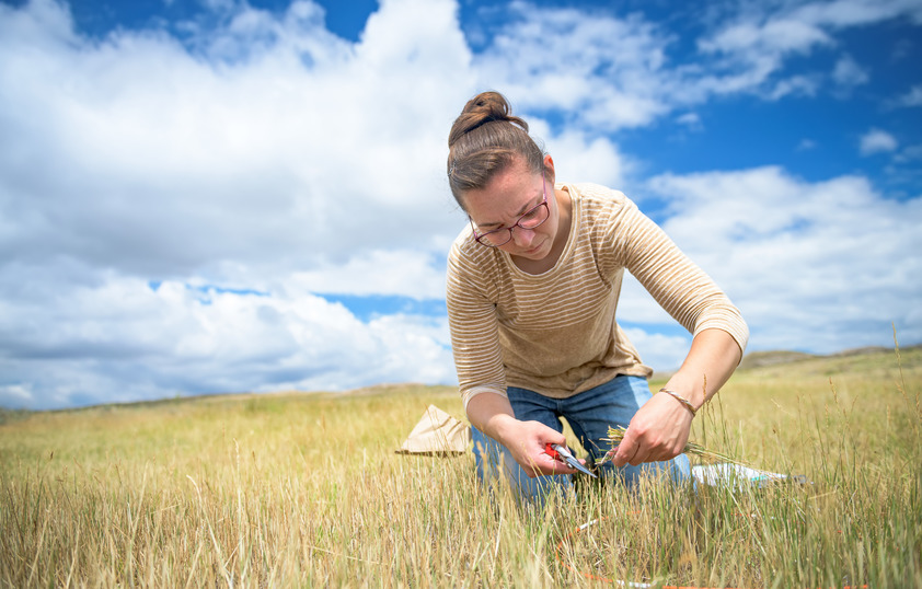 A researcher examines a sample in the field