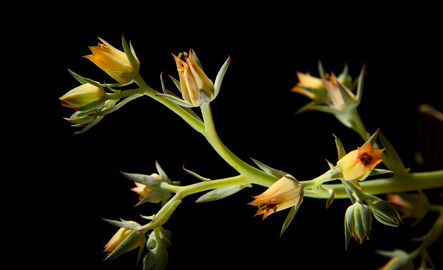 Flower blooming