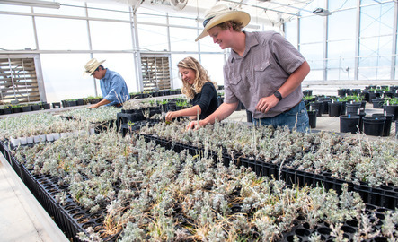 Three students work in a greenhouse