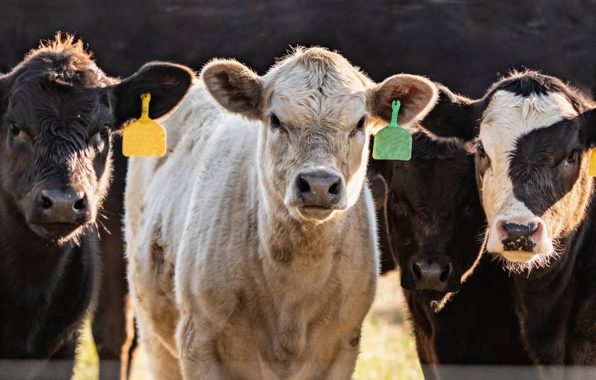 a bunch of cows in a field with suring sunset